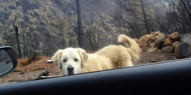 Собака месяц прождала хозяйку на руинах сгоревшего дома, Андреа Гейлорд, собака Мэдисон