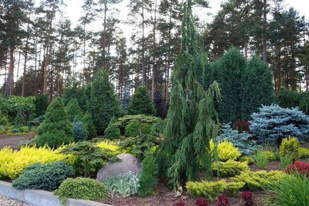 Хвойные растения для сада: выбираем самые неприхотливые культуры (65 фото)