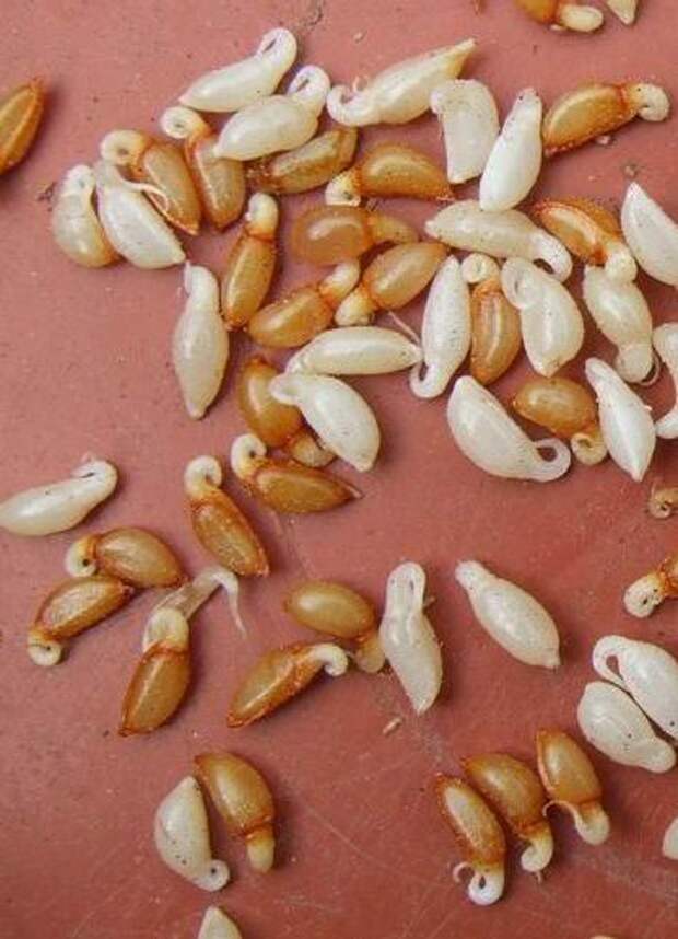 erythronium-dens-canis-seed (359x497, 44Kb)