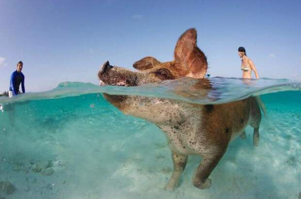 Какие животные не умеют плавать в воде?