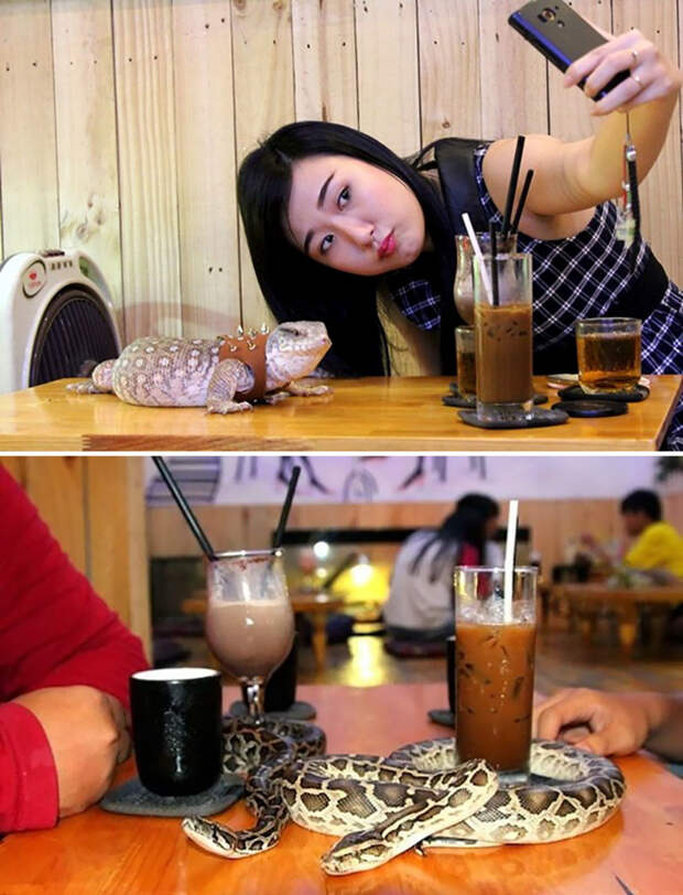 Кафе рептилий, Phu Nhuan’s Café Babo, Сайгон, Вьетнам  мир, подборка, ресторан