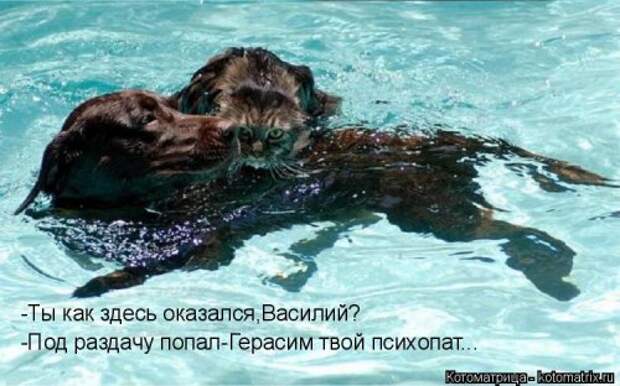 Котоматрица новая и прикольная (37 фото)