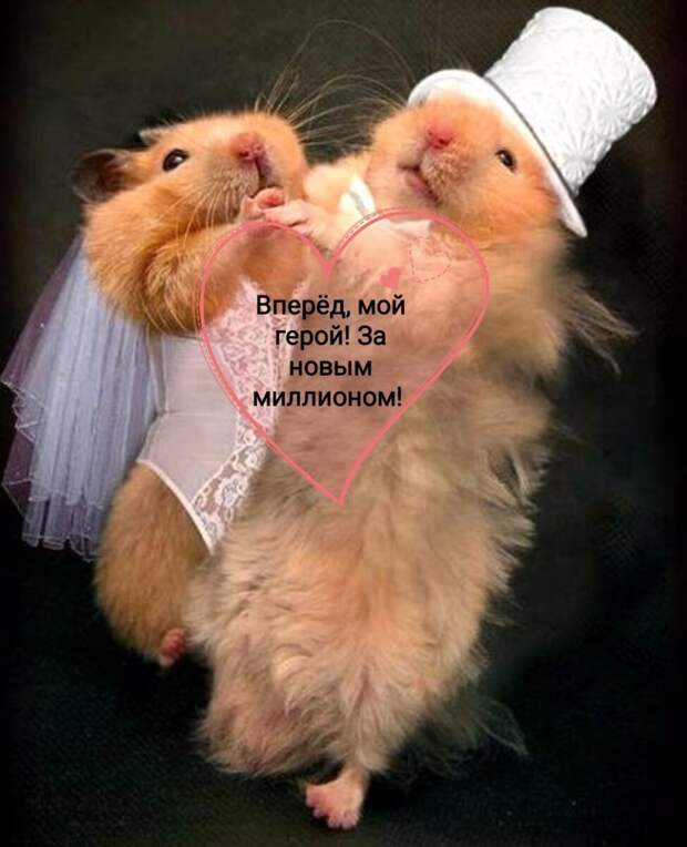 Влюбленный хомяк