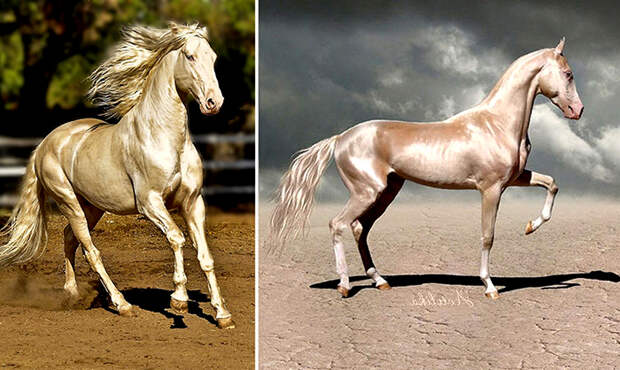 Ахалтекинцы - лошади , которые ценились «дороже жён и собственной жизни»