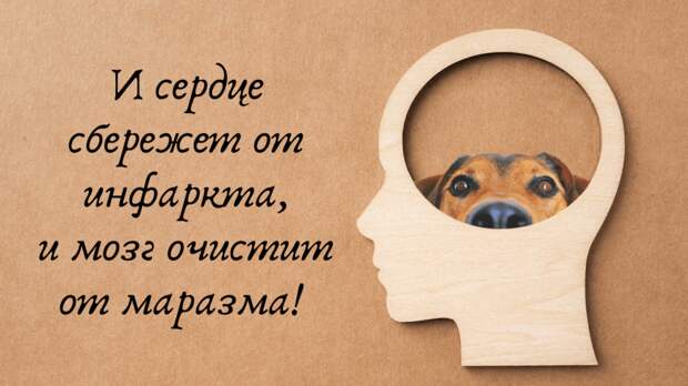 Как домашние животные освежают мозг, контролируют вес и оберегают нас от инфарктов-инсультов