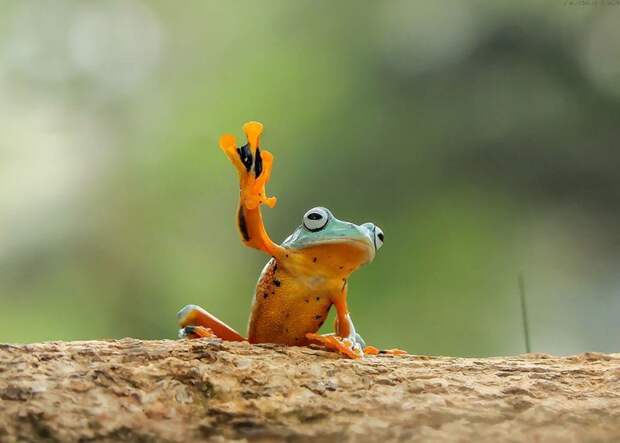Царевна-лягушка: индонезиец снимает неожиданные грани обычных лягушек животные, красота, лягушка, природа, фотограф