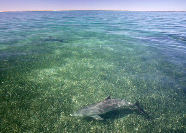 Жара на 6 лет снизила рождаемость у австралийских дельфинов