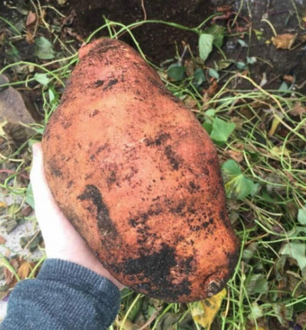 Картошка XXL.
