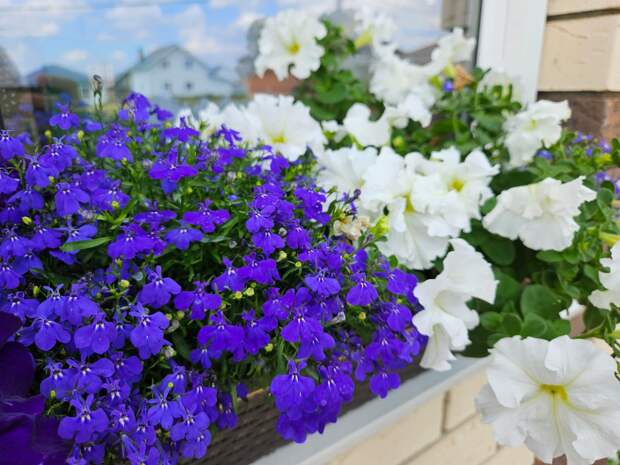 Лобелия с петунией - отличное сочетание