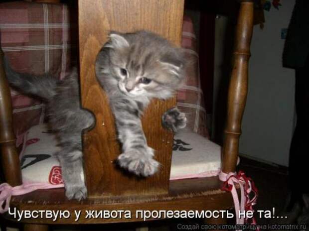 Котоматрицы(картинки с надписями)