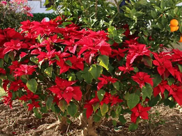 Пуансеттия: виды и сорта, советы по выращиванию - Огород, сад, балкон ...