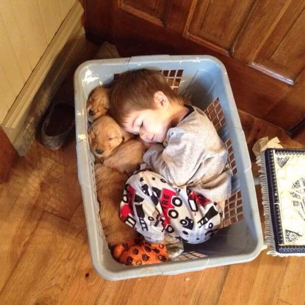 мальчик спит рядом со щенками