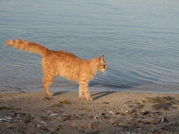 В ИТАЛИИ ЕСТЬ КОШАЧИЙ ПЛЯЖ, ПОКОРИВШИЙ ТЫСЯЧИ ТУРИСТОВ