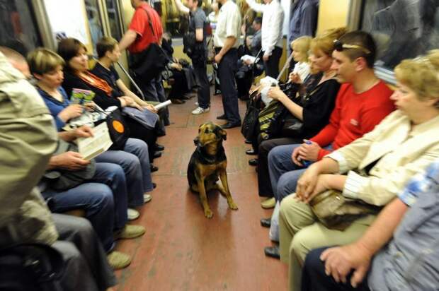 Как бродячие собаки ориентируются в московском метро бродячие, метро, ориентируются, собаки