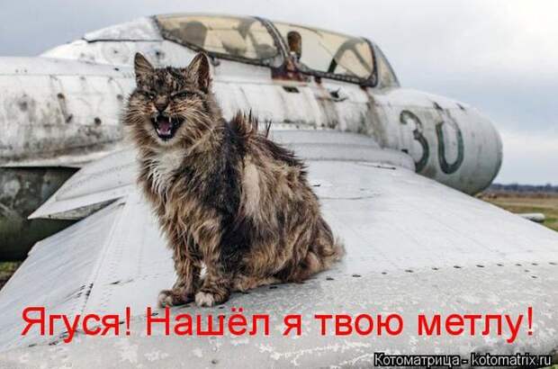 Лучшие котоматрицы недели (50 фото)