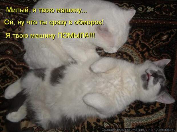 Котоматрицы :)