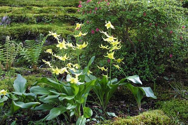 ErythroniumKondo (600x400, 128Kb)