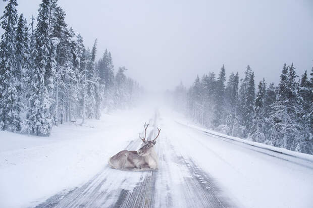 northern-lights-photography-finland-65-584e61b6acda6__880
