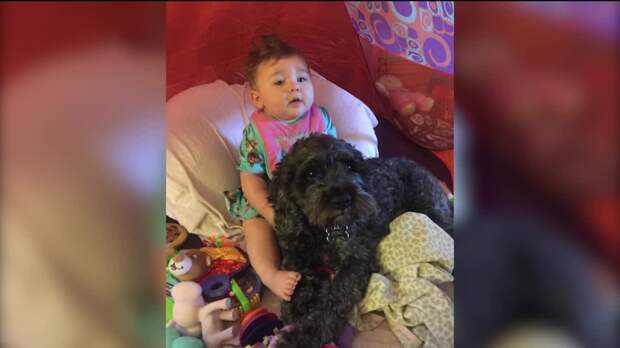 img-Firefighters-family-dog-save-girl-from-house-fire