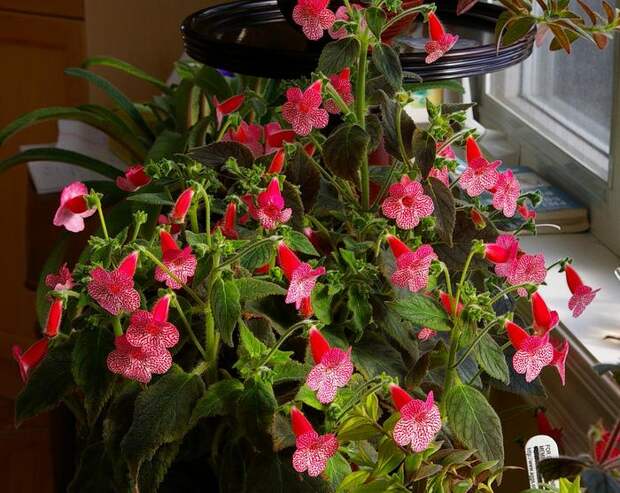 Kohleria 'Sunshine'