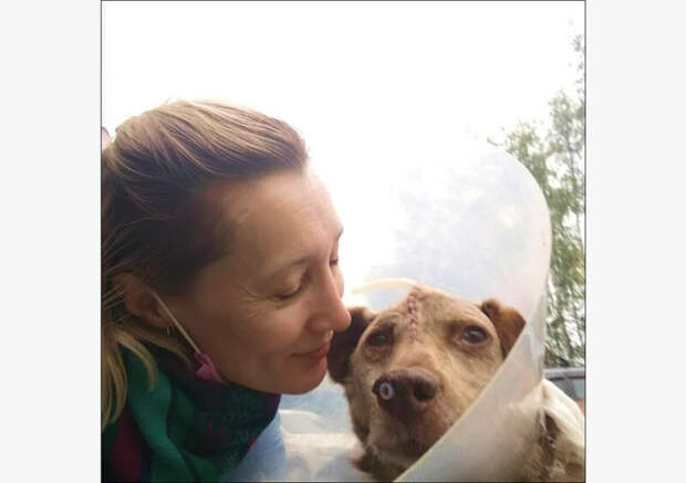 Как фонд «Собаки, которые любят» уже пять лет спасает бездомных животных