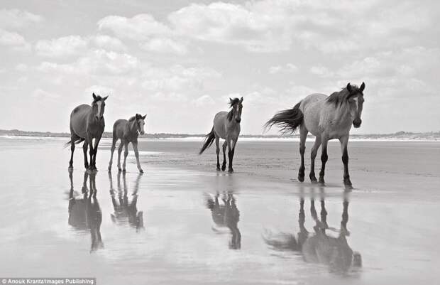 Дикие лошади острова Камберленд безлюдный, дикие, интересные факты, лошади, лошадь, остров, фотограф, черно-белая фотография
