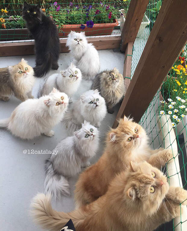 Владелица 12 персидских кошек из Японии очаровала пользователей Инстаграма животные, коты, милота, япония