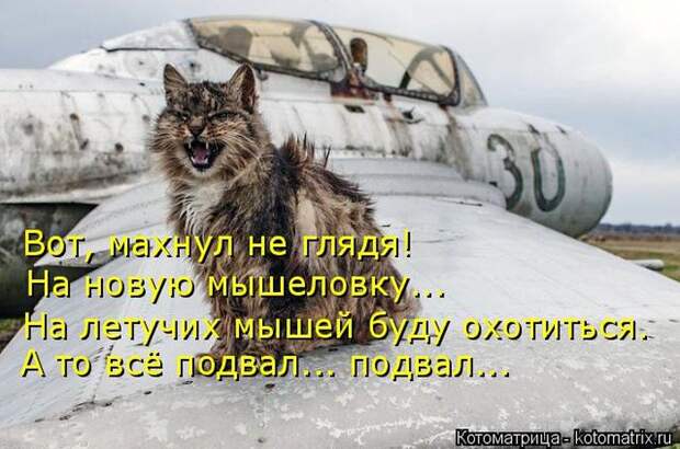 Лучшие котоматрицы недели (50 фото)
