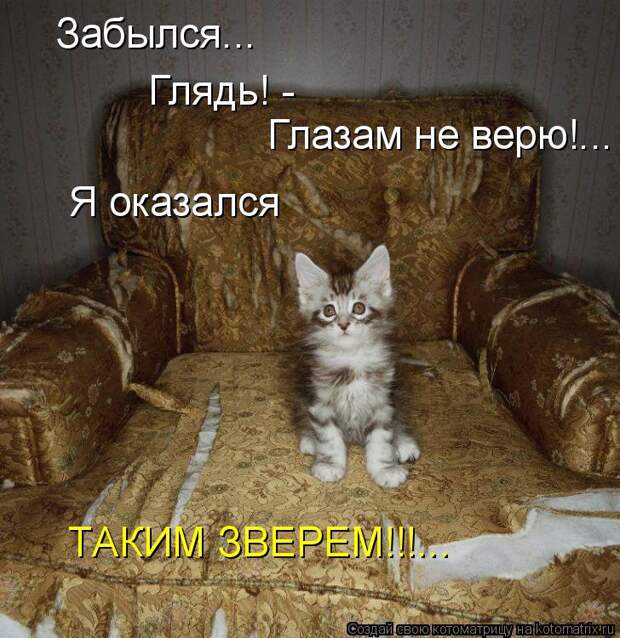 Котоматрица: Забылся...  Глазам не верю!... Я оказался ТАКИМ ЗВЕРЕМ!!!... Глядь! -
