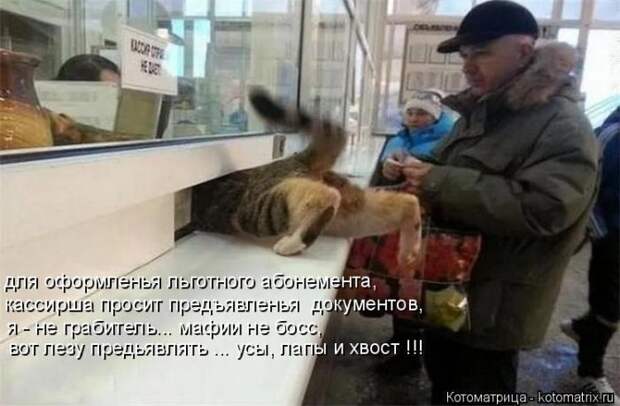Лучшие котоматрицы недели (50 фото)