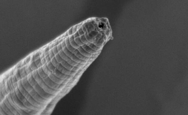 Червяк-дьявол Вид Halicephalobus mephisto был обнаружен только в 2011 году. Шахтеры случайно наткнулись на червей, прокопав до глубины в 3,6 километров. Ученые также нашли доказательства того, что средняя продолжительность червей находится в диапазоне от 3000 до 12000 лет.