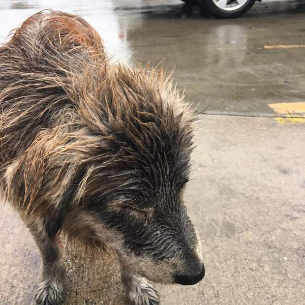 Собака, брошенная под дождем, так сильно была напугана, что боялась даже двигаться