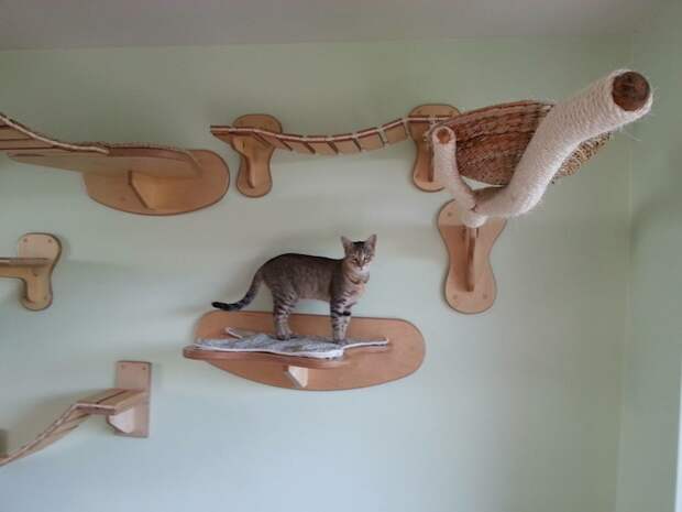 Раздолье для кошек