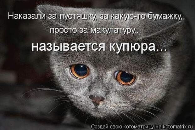Забавные животные (50 фото)