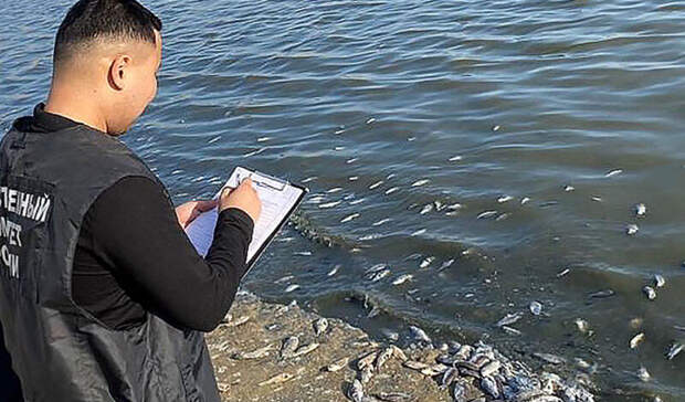 В Аршань-Зельменском водохранилище Калмыкии обнаружили массовую гибель рыбы