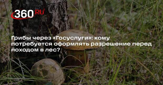 Миколог Комиссаров: разрешение с «Госуслуг» потребуется для сбора редких грибов