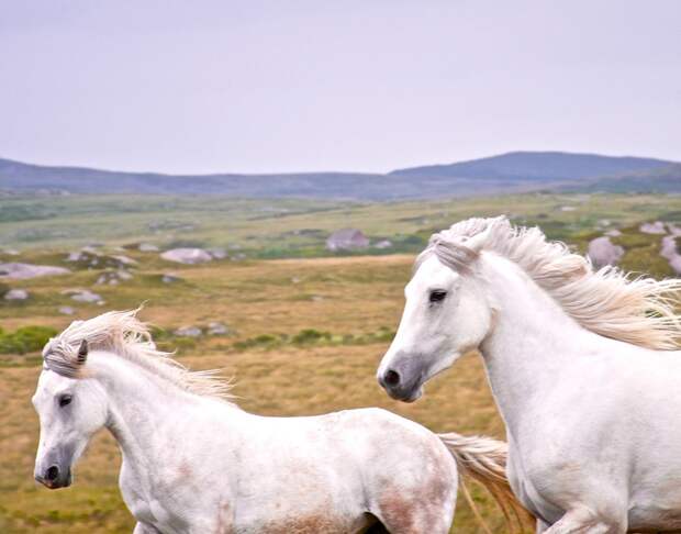 natgeocontest34 natgeocontest34 35 лучших фото животных на фотоконкурсе National Geographic Traveler
