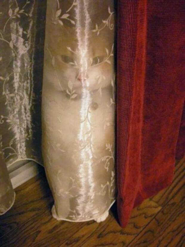 Кошки-ниндзи (34 фото)