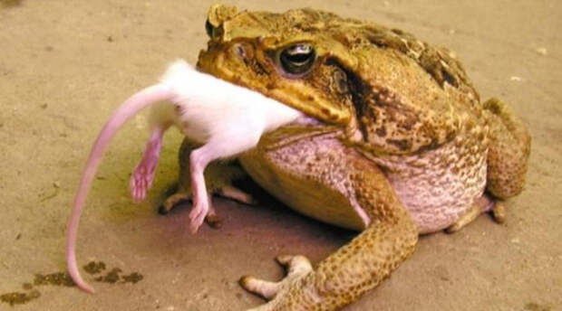Ага Тростниковая жаба при сравнительно небольших размерах (ага вырастает до 25 сантиметров) весит целых полтора килограмма. Когда-то англичане решили завести жабу в Австралию, чтобы хоть как-то спастись от местных насекомых. Уже на месте выяснилось, что ага токсична и представляет серьезную угрозу для животных и маленьких детей.