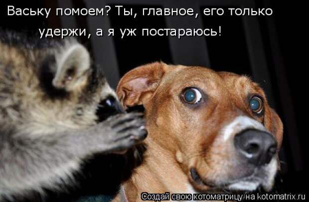 Котоматрица: Ваську помоем? Ты, главное, его только удержи, а я уж постараюсь!