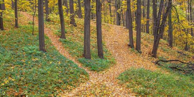Парк. Фото: mos.ru