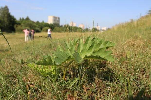 Борщевик Сосновского в Петербурге будут отслеживать с помощью нейросети