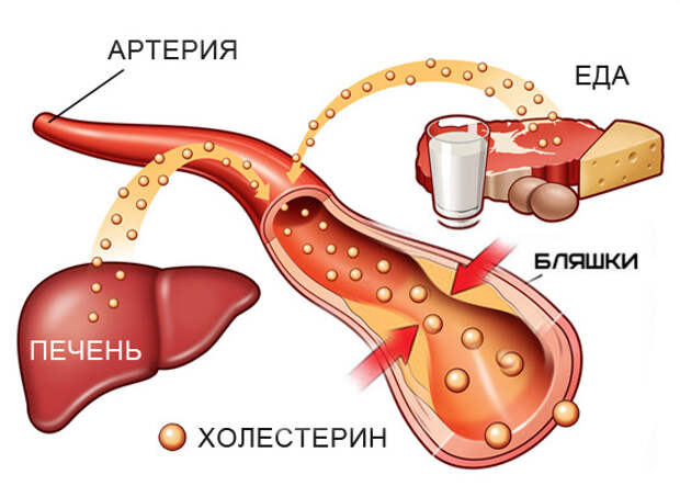 http://www.calorizator.ru/sites/default/files/article/health-cholesterols-norma-1.jpg