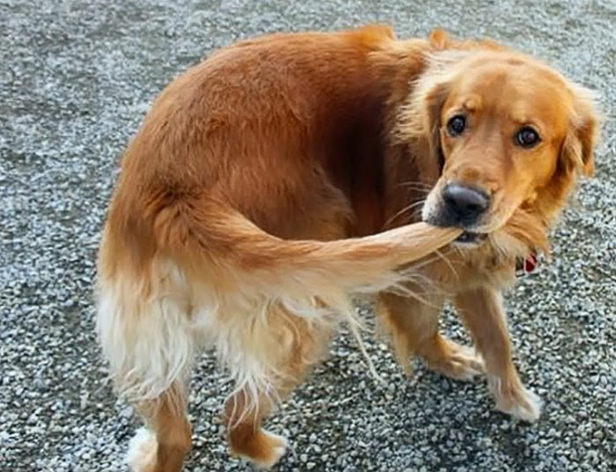 funny-tumblr-dogs058a__700