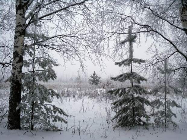 Деревья под первым снегом