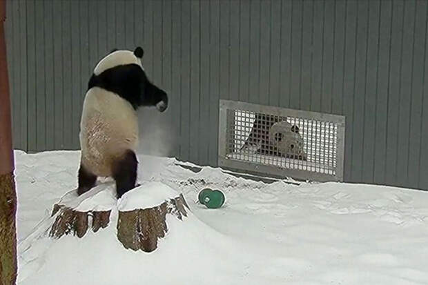 На видео попали панды из зоопарка, обрадовавшиеся снегу