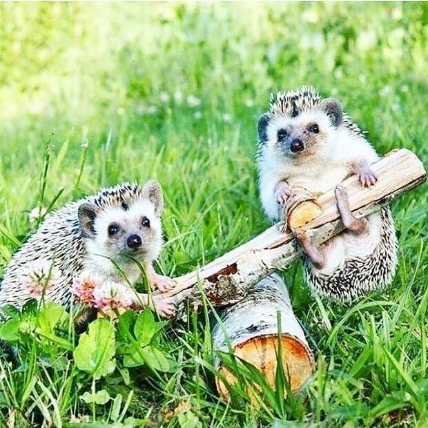 FtvqnoG3v7Q (700x700, 421Kb)