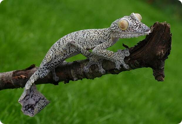 Мадагаскарский плоскохвостый геккон (лат. Uroplatus fimbriatus)