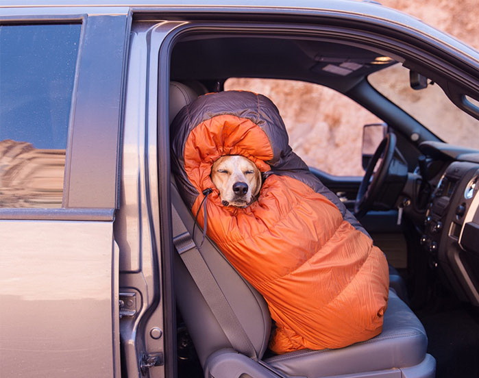 funny-tumblr-dogsd__700