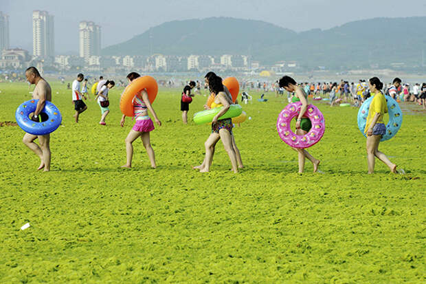 Swimmers walk with their floats on a beach covered by algae, in Qingdao, Shandong province, China, July 24, 2015. Picture taken July 24, 2015. REUTERS/Stringer CHINA OUT. NO COMMERCIAL OR EDITORIAL SALES IN CHINA